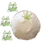 Produktfoto „Elegantes Perlblatt Duftstövchen mit sanft schimmerndem Perlmutt-Design, inspiriert von der Leichtigkeit grüner Blätter. Perfekt für ätherische Öle, um eine beruhigende Atmosphäre zu schaffen und dein Zuhause in eine Oase der Entspannung zu verwandeln.“