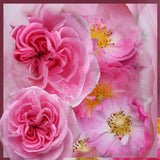 Rosenwasser (bio)
